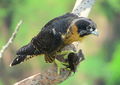 Falcão-de-peito-laranja (Falco deiroleucus),.JPG