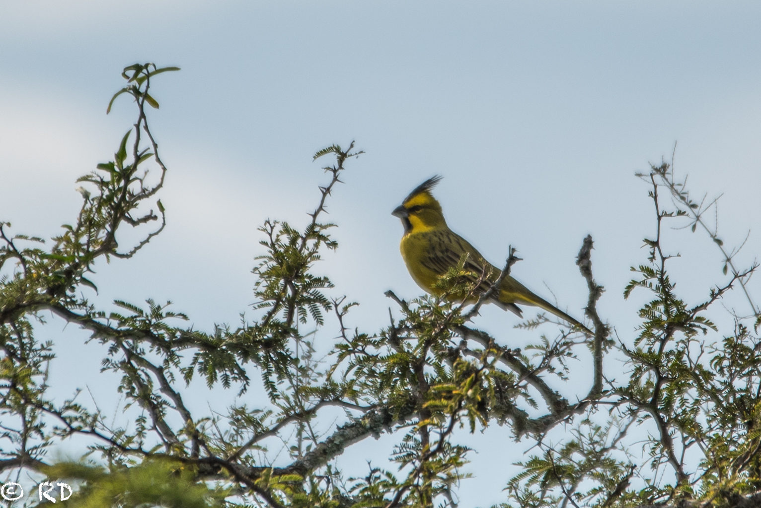 A ave cardeal amarelo pousasdo na copa de uma árvore no Parque Estadual do Espinilho. Foto: Roberto Dall Agnol