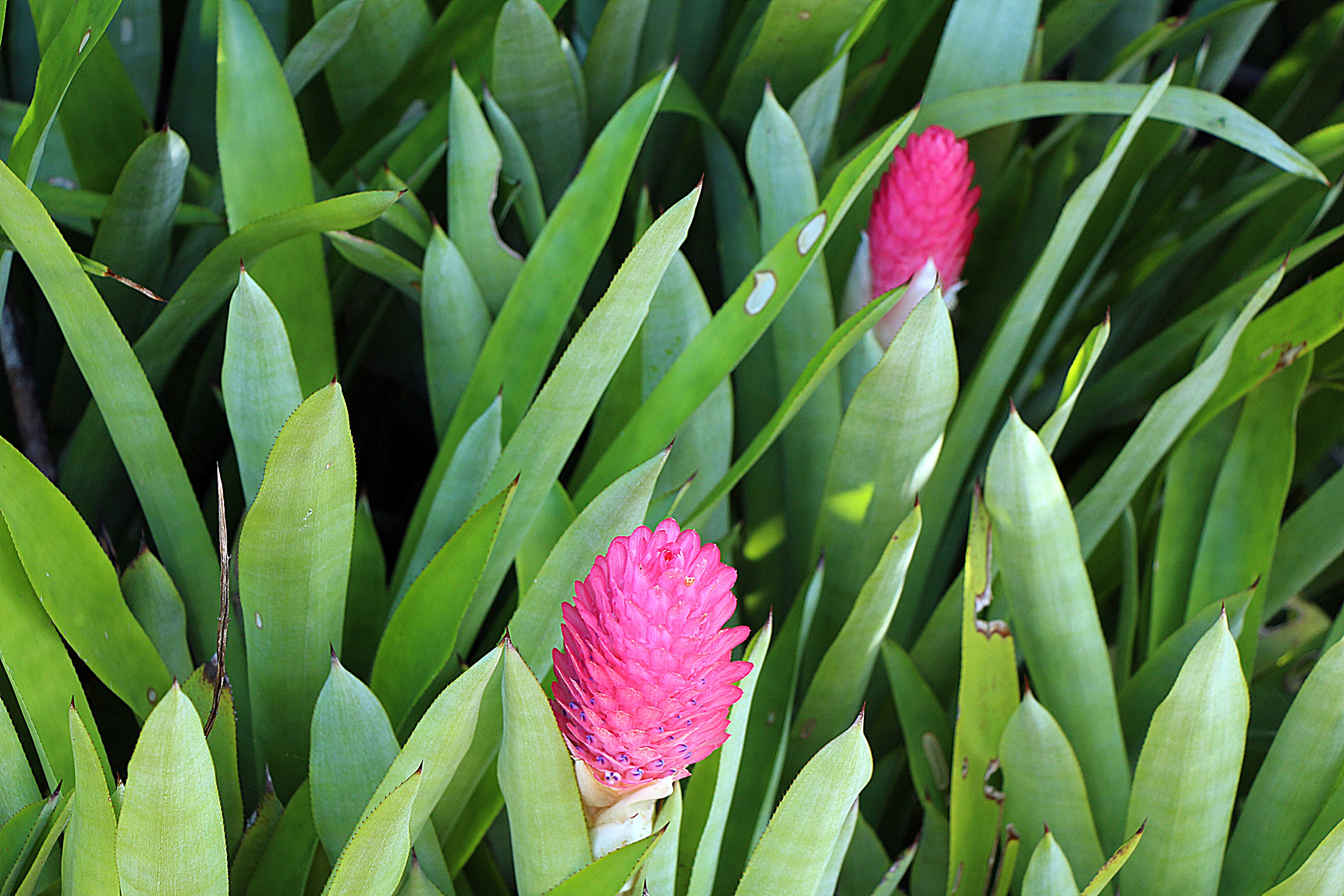 Arquivo:Bromeliarestinga.jpeg - WikiParques