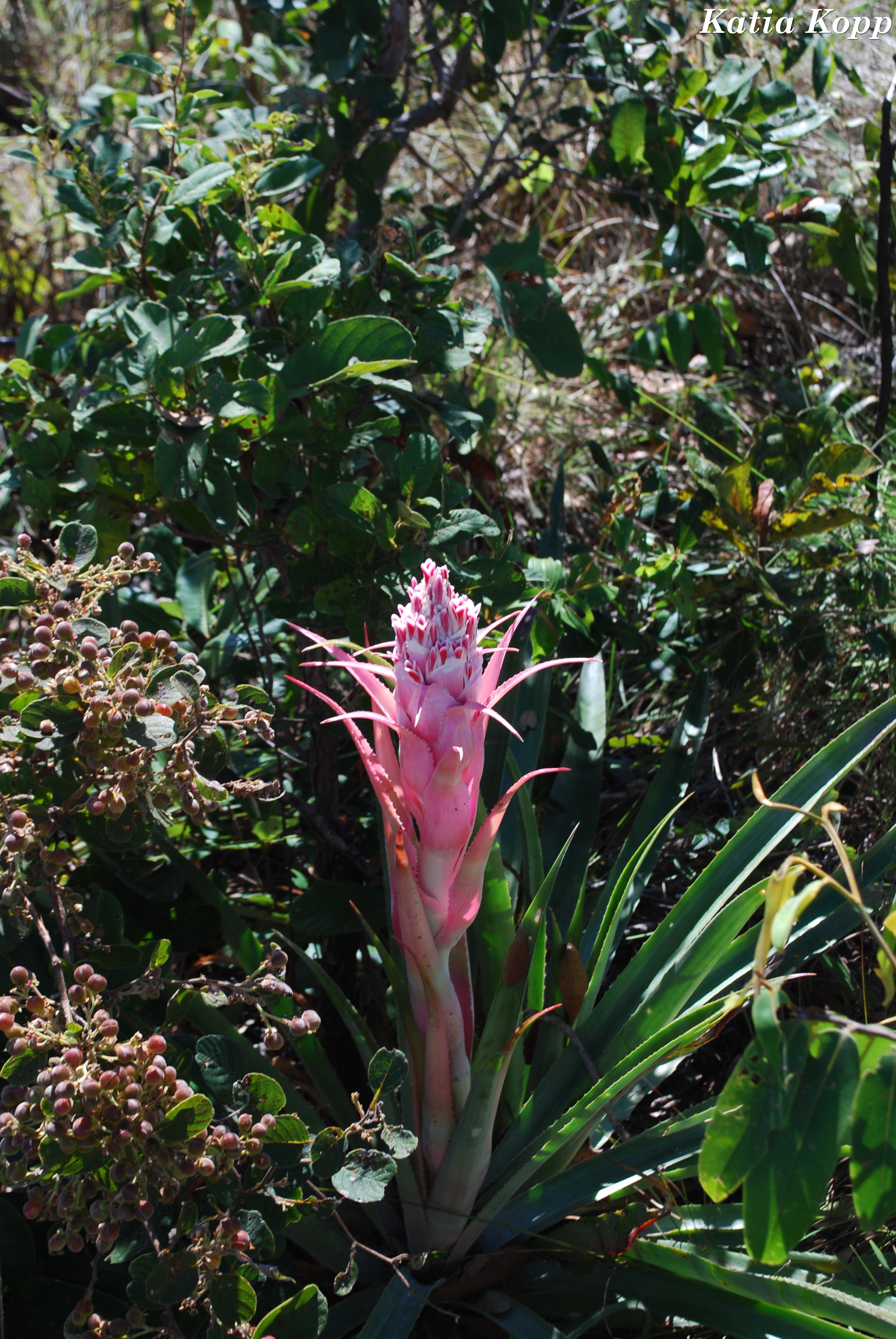 Arquivo:Bromelia sp (8).jpg - WikiParques