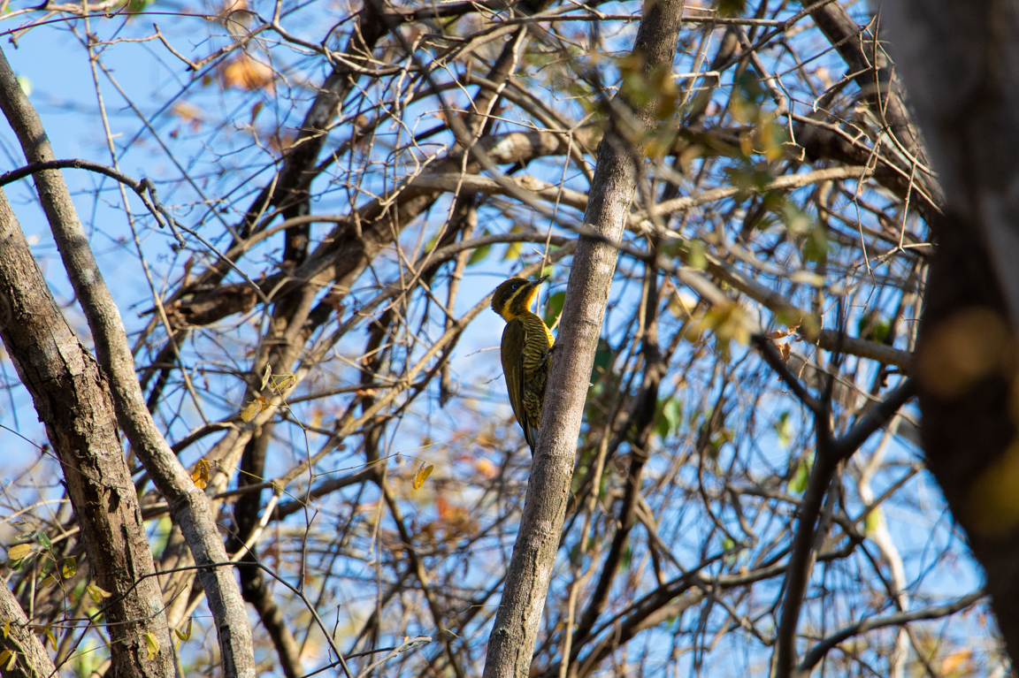 A RPPN Reserva Natural Serra das Almas está localizada no interior do Ceará, na fronteira com o Piauí, em pleno coração do sertão e da Caatinga. Foto: Duda Menegassi