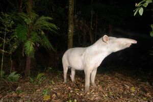 Primeira Anta albina identificada no Legado das Águas