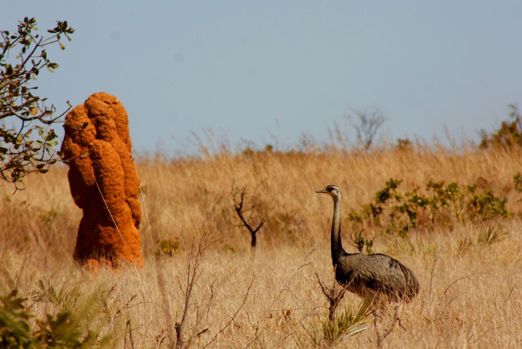 Ema passeando nos campos do Parque Nacional das Emas. Foto: Simone Mamede / WikiParques