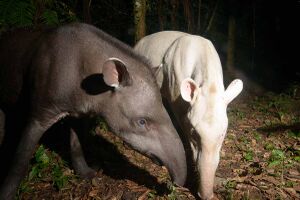 Anta-e-anta-albina-tapirus-terrestres.jpg