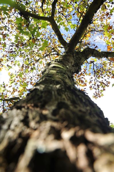 Arquivo:Mãe Natureza.jpeg
