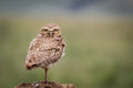 Burrowing owl-8916.jpg