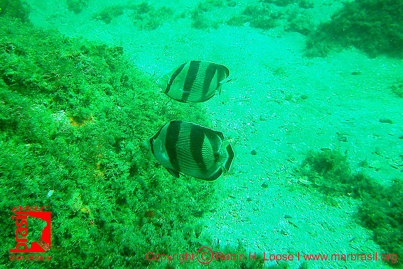 Arquivo:Fotos Robin sub Currais peixes borboletas.jpg