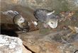 Coruja Suindara (Tyto alba) - Caverna - Entorno.jpg