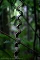 Cipó-escada-de-macaco (Bauhinia angulosa).jpg