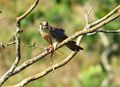 Quiriquiris (Falco sparverius).jpg