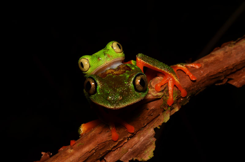 Arquivo:Hylomantis granulosa.jpg