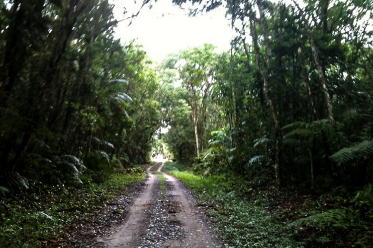 Estrada de acesso ao Parque Estadual do Palmito. Foto: Ceres Batistelli/SEMA