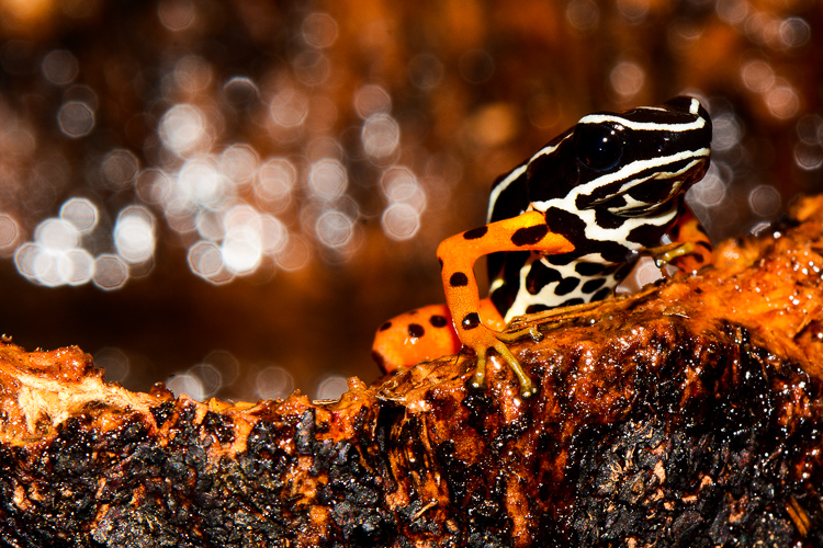 O diminuto sapinho venenoso Adelphobates quinquevittatus habita o chão das florestas na região do alto rio Madeira. , estado de Rondônia. Foto: Diego Meneghelli