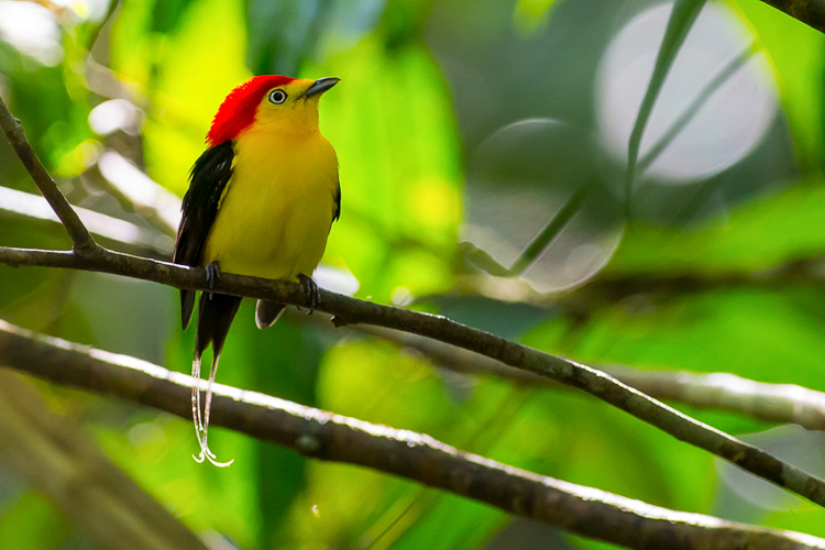 Um rabo-de-arame macho, uma das espécies de aves que podem ser vistas no Parque Nacional do Viruá. Foto: João Quental/Wikimedia