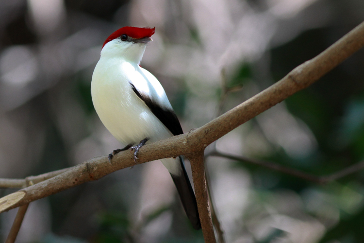 Soldadinho-do-araripe macho. Espécie endêmica da Chapada do Araripe e ameaçada de extinção. Foto: Rick Simpson/Wikimedia