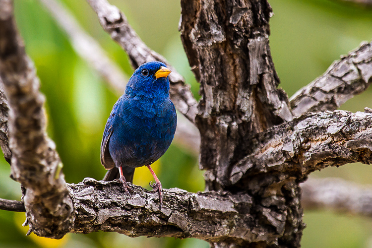 O campainha-azul, também conhecido como azulão-do-cerrado, é uma das aves que podem ser vistas no Parque Nacional de Brasília. Foto: Junior Girotto/Wikimedia