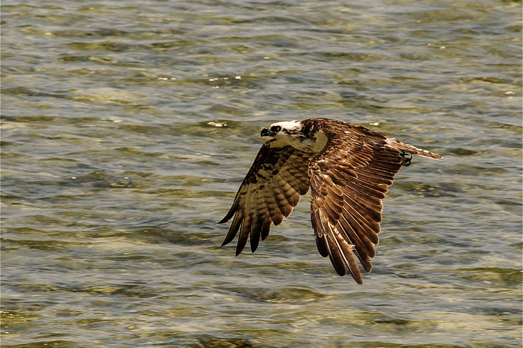 Uma águia-pescadora em sobrevoo acima da água prestes a pescar seu almoço. Foto: Jerry Kirkhart/Wikimedia