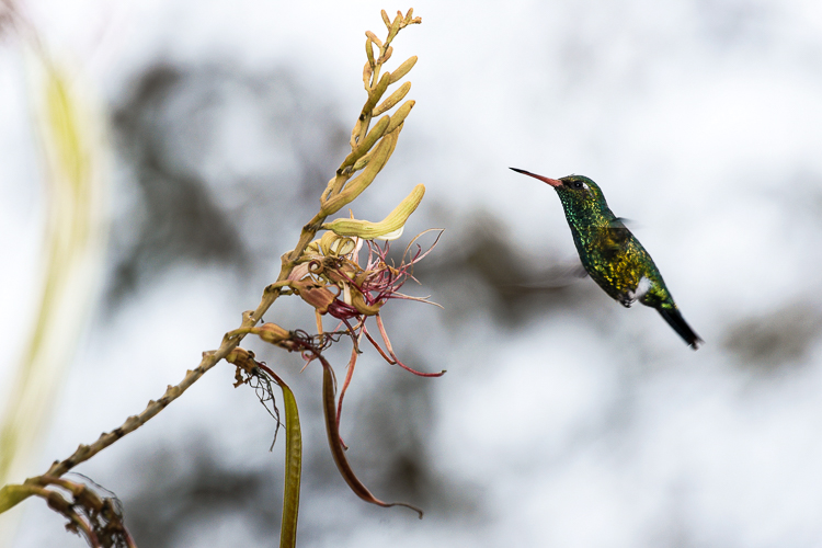 Um besourinho-de-bico-vermelho é flagrado em pleno voo no Parque Nacional das Emas. Foto: Laurent Guerinaud/WikiParques