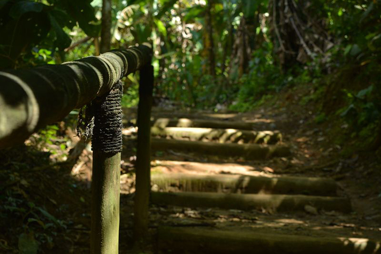 Trilhas não faltam no Parque Nacional da Serra da Bocaina. Foto: Felipe Alves/WikiParques