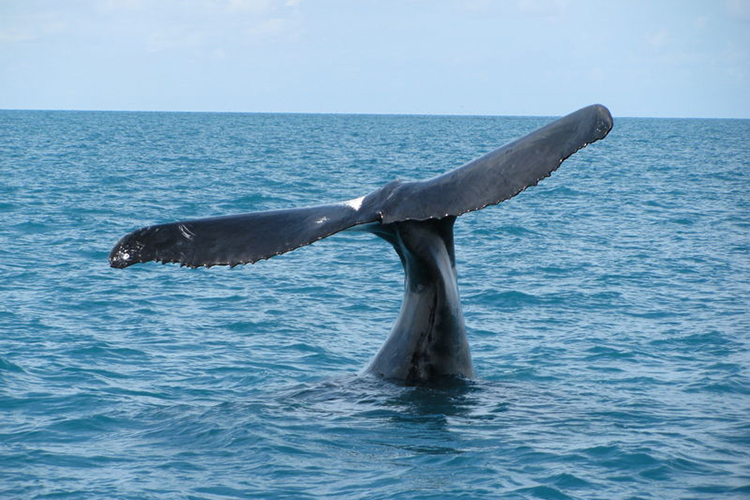 Parna Marinho Abrolhos_Izabel Reigada (wkps)