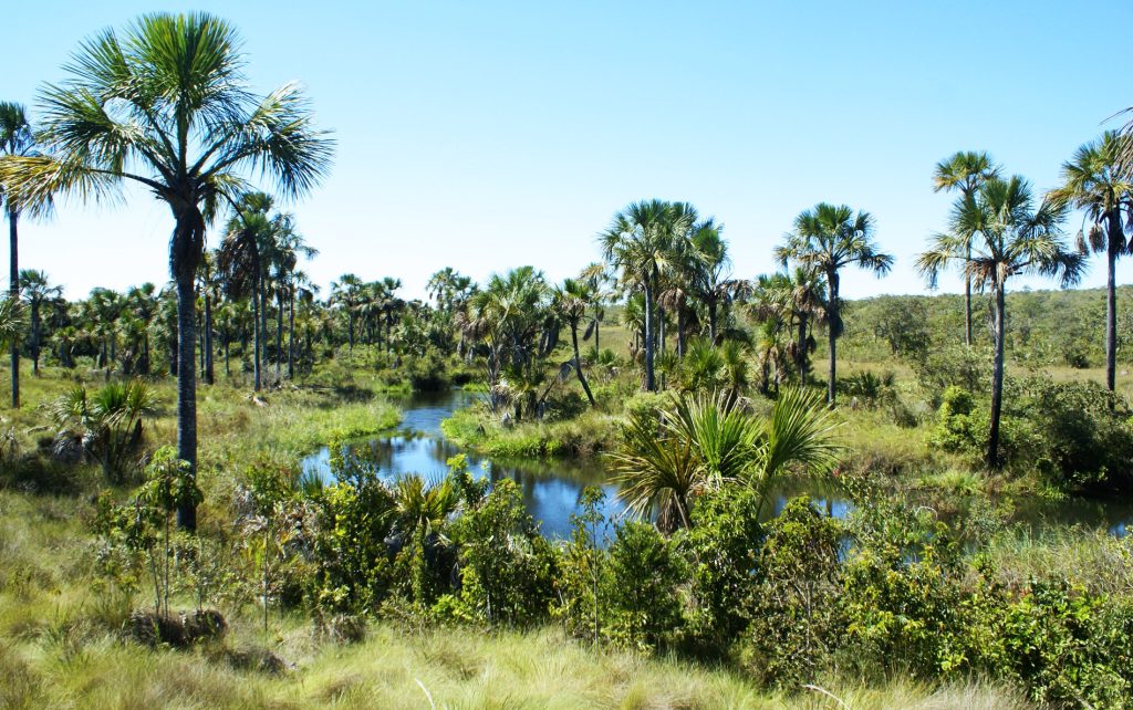 O primeiro episódio do “Te conto de um parque” fala do Parque Nacional Grande Sertão Veredas. Foto: Parque Nacional Grande Sertão Veredas / ©Thpelin_CC BY-SA 3.0