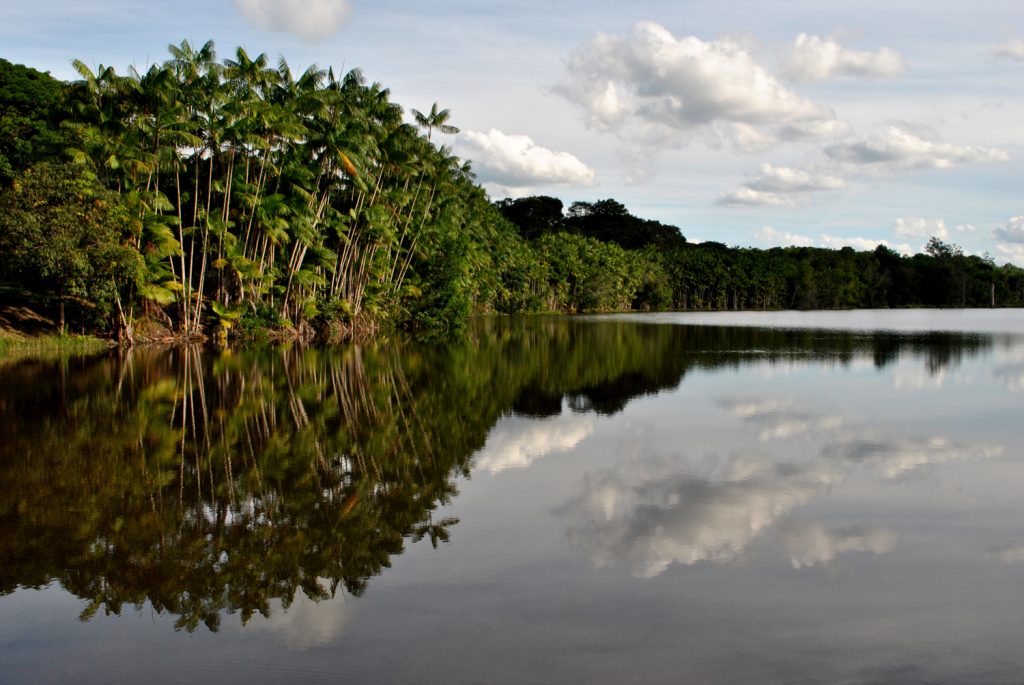 Reserva Biológica de Sooretama, município de Linhares, Espírito Santo. Seus mais de 27 mil hectares ajudam a preservar uma importante área remanescente de Mata Atlântica no estado capixaba. Foto: Daniele Longui/Wikimedia Commons